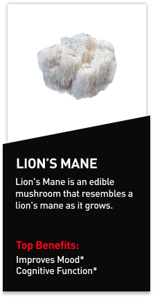 Mdrive ingredient Lion's Mane