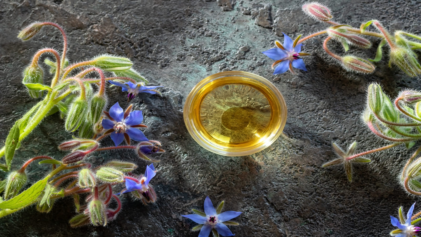 borage oil and borage flowers