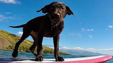 dog on surfboard