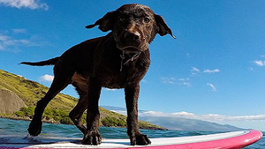 dog on surfboard