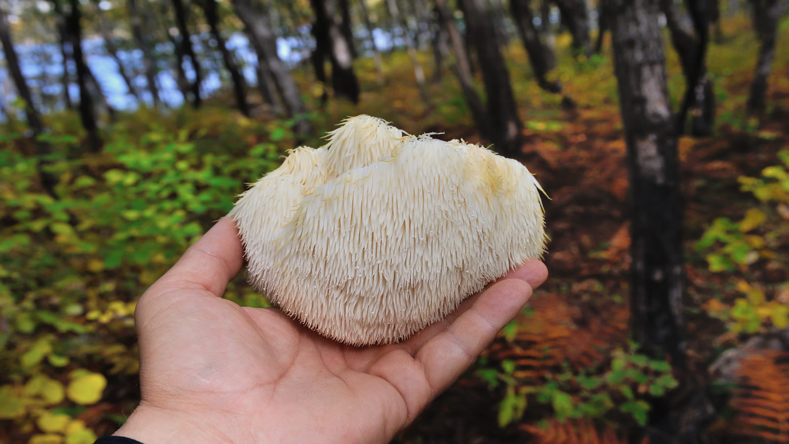 man holding lions mane mushroom