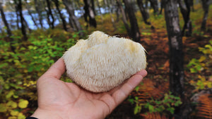 man holding lions mane mushroom
