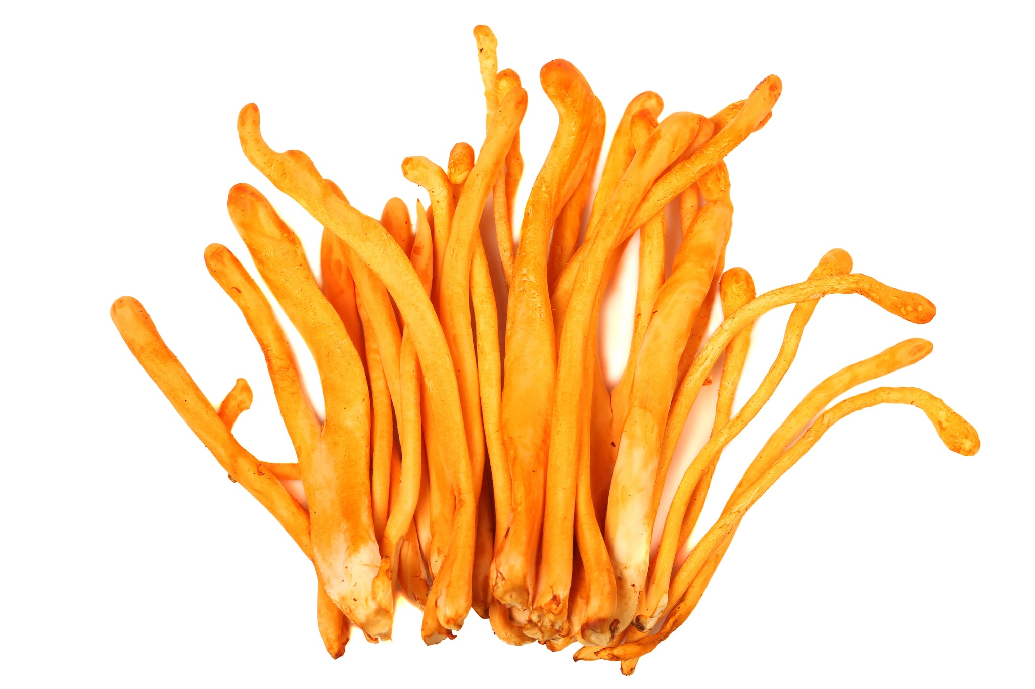 cordyceps image of mushroom