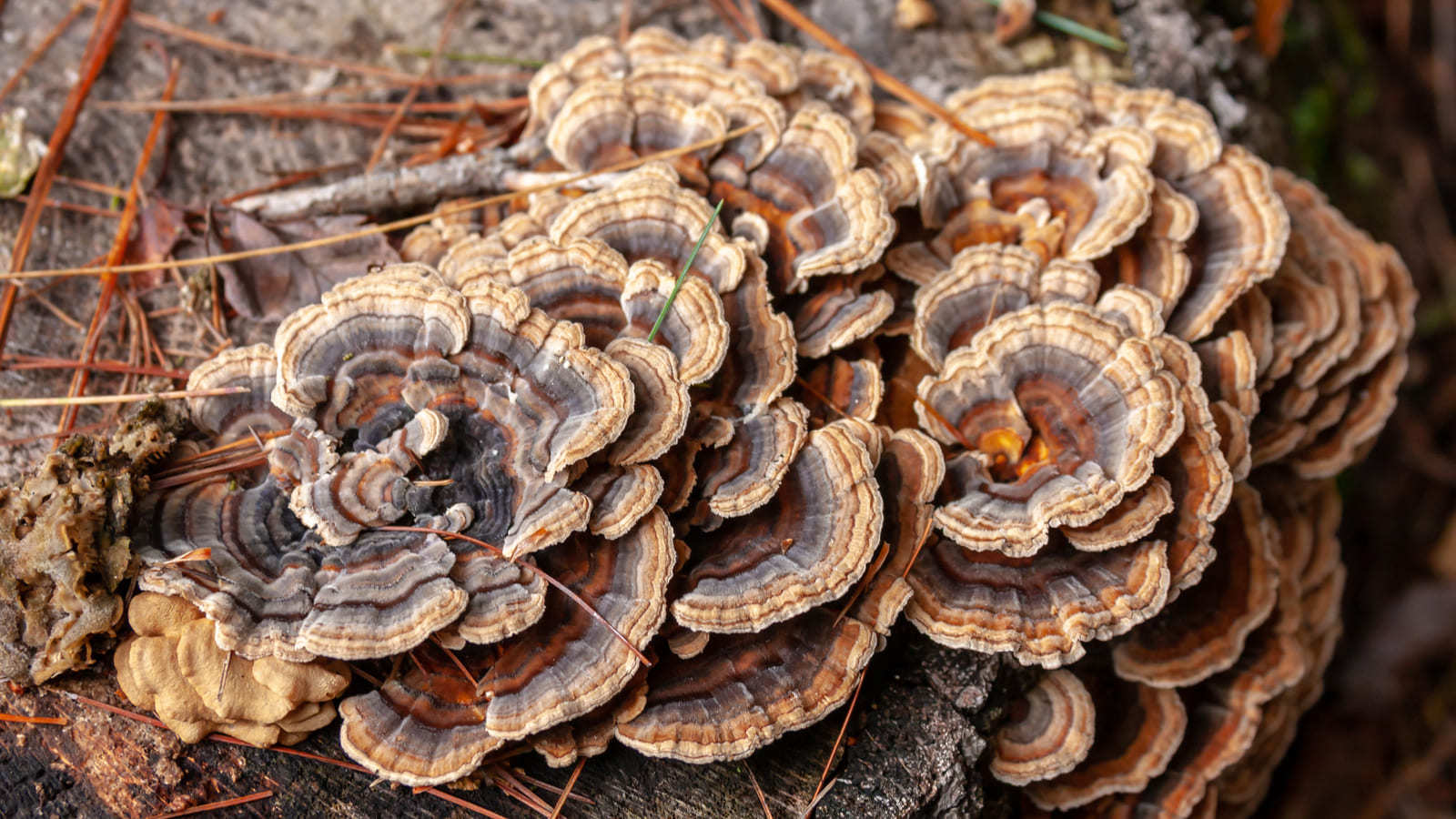 turkey tail mushroom