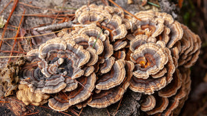turkey tail mushroom